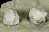 Multiple Blastoid (Pentremites) Plate - Illinois #135595-2
